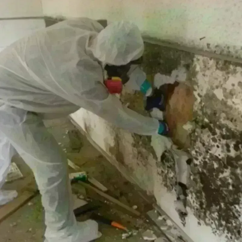 Mold Remediation and Removal in Tierra Amarilla, NM